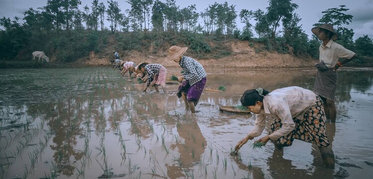 Menschen in Myanmar arbeiten auf einem Feld an Reispflanzen