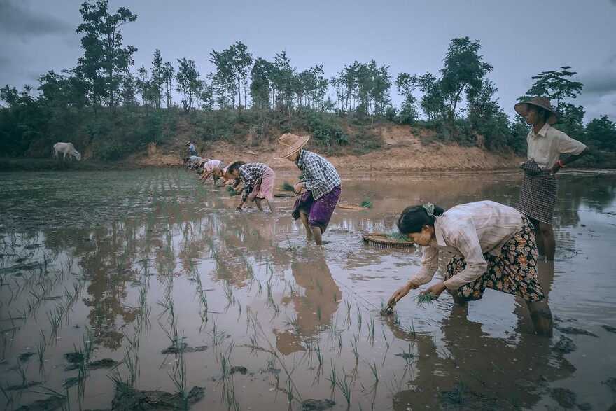 Menschen in Myanmar arbeiten auf einem Feld an Reispflanzen