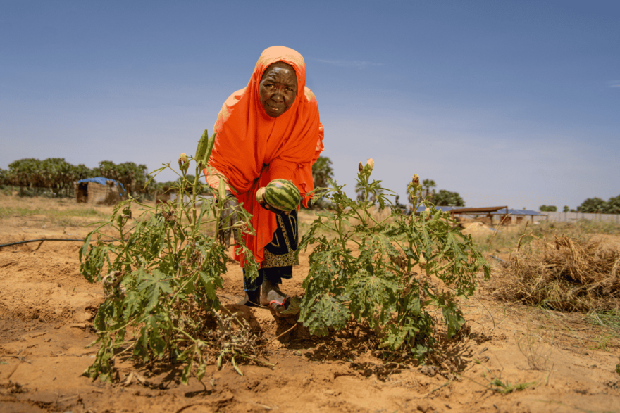 Eine Frau erntet Wassermelonen in Mali