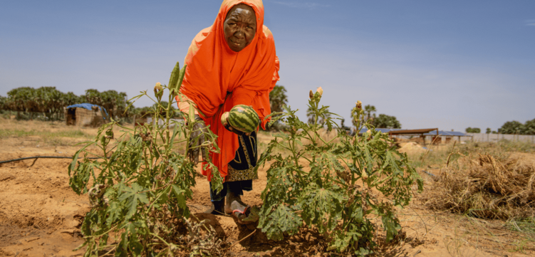 Eine Frau erntet Wassermelonen in Mali