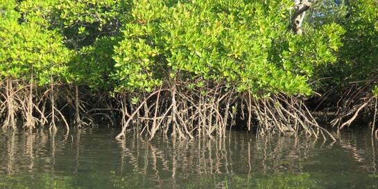Mangrovenwald im Maputo-Nationalpark in Mosambik