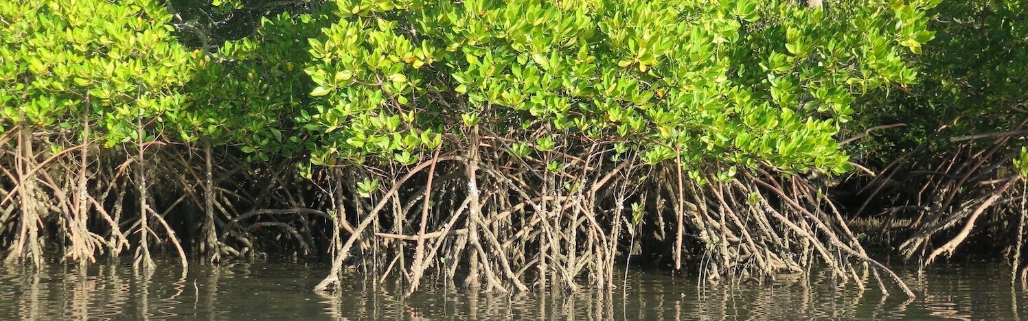 Mangrovenwald im Maputo-Nationalpark in Mosambik