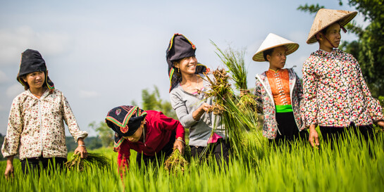 Die Menschen in Vietnam sind auf den Reisanbau angewiesen, Wetterextreme gefährden die Ernte