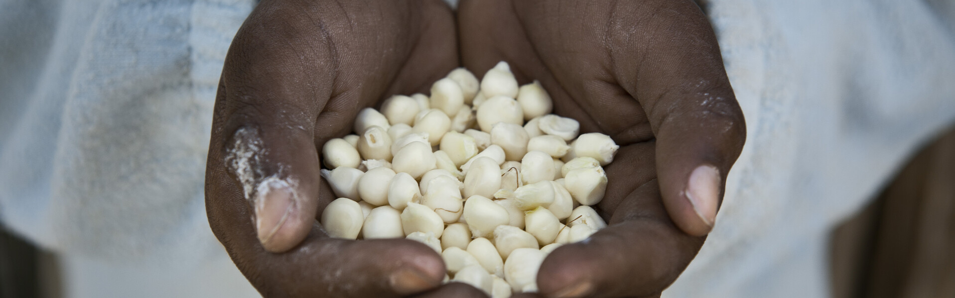 Hände mit Saatgut - Gemeinsam gegegn den Hunger in der Welt Hände mit Saatgut - Gemeinsam gegegn den Hunger in der Welt