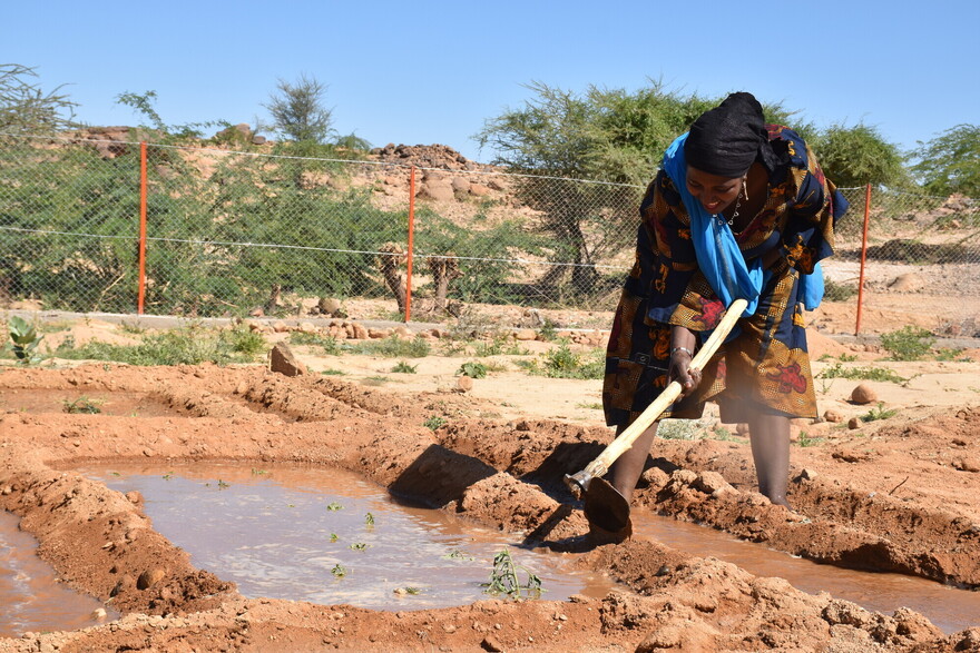 Eine Frau mit einer Hacke bearbeitet ein Feld mit Wasserflächen in Niger Eine Frau mit einer Hacke bearbeitet ein Feld mit Wasserflächen in Niger