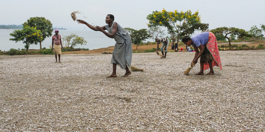 Menschen legen in Uganda Fisch zum Trocknen aus – das Land erhält trotz Krisen kaum mediale Aufmerksamkeit (Archivbild)