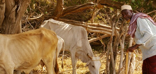 In Kenia gibt es das größte Flüchtlingslager der Welt. Dort hungern Mensch und Tier. Ein Bauer weidet seine Kühe.