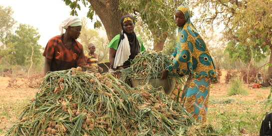 Frauen bei der Landwirtschaft in Burkina Faso © Help - Hilfe zur Selbsthilfe/Morris Gindi