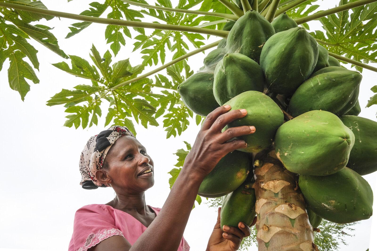 Eine Frau bei einem Hilfsprojekt für Landwirte in Kenia