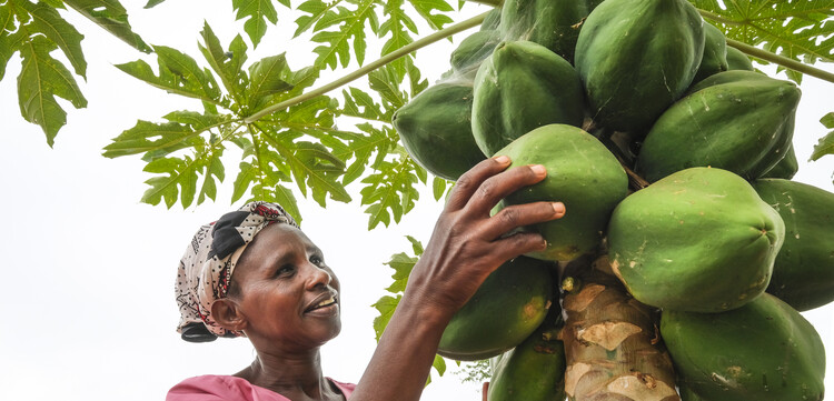 Eine Frau bei einem Hilfsprojekt für Landwirte in Kenia Eine Frau bei einem Hilfsprojekt für Landwirte in Kenia