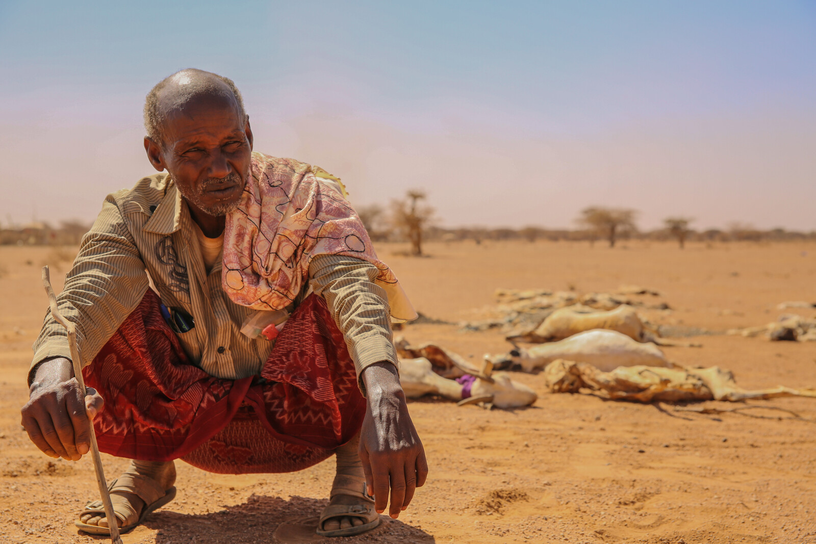 Mann sitzt während der Dürre in Ostafrika. Hinter ihm liegt totes Vieh, das die Dürre nicht überlebt hat