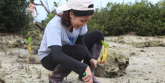 Eine Frau pflanzt auf den Philippinen einen Mangrovensetzling ein