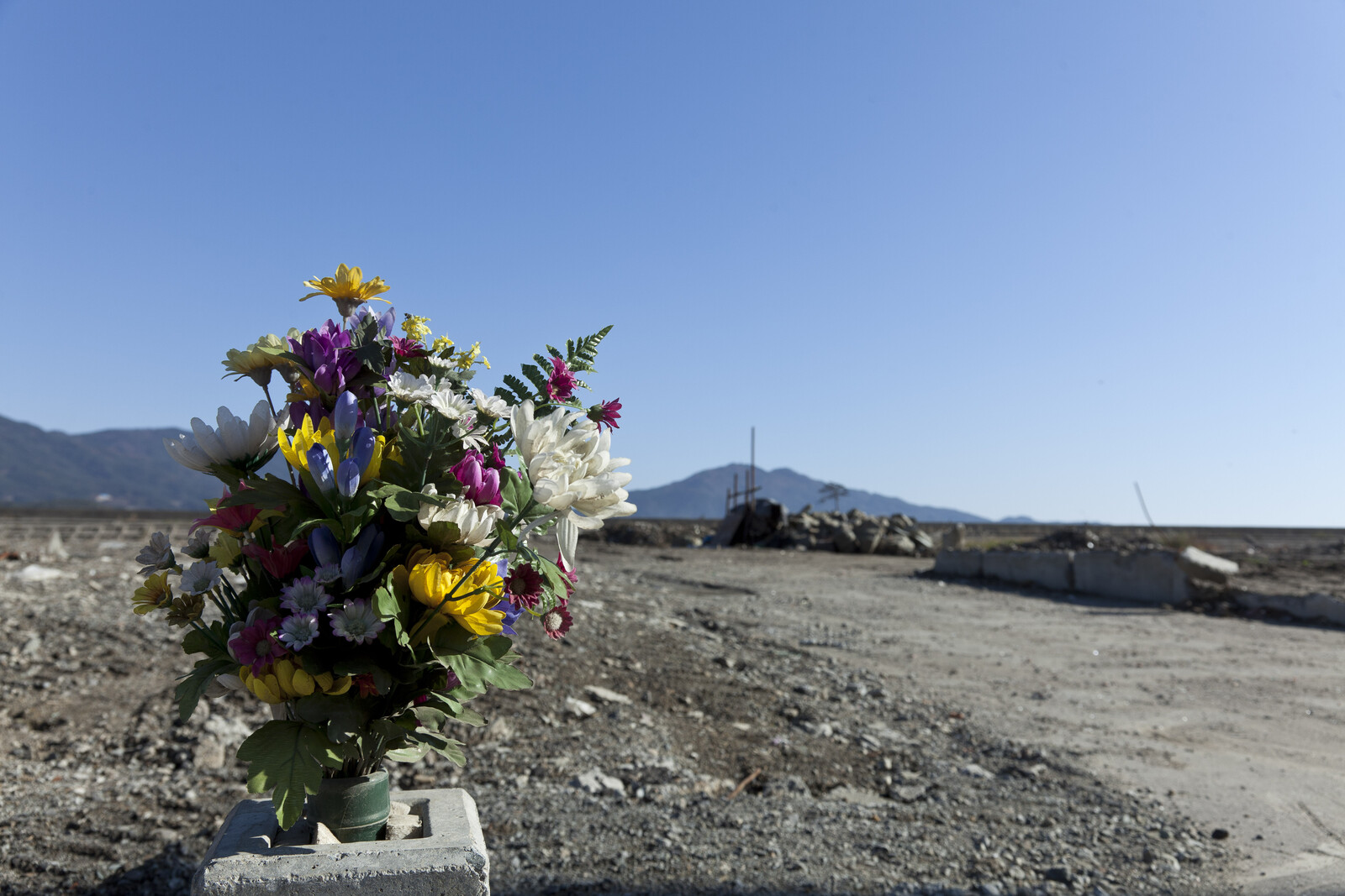 Blumen stehen auf einem Feld nach der schweren Dreifachkatastrophe in Japan. Ein Erdbeben löste dort einen Tsunami und eine Kernschmelzung aus, tausende fanden den Tod.