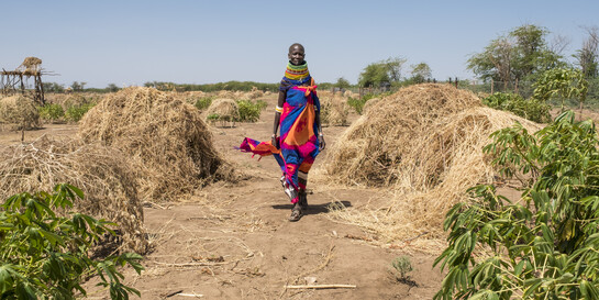 Ein Feld in Kenia - dort und in anderen Ländern vernichten Heuschrecken die ohnehin knappen Ernten (Archivbild)