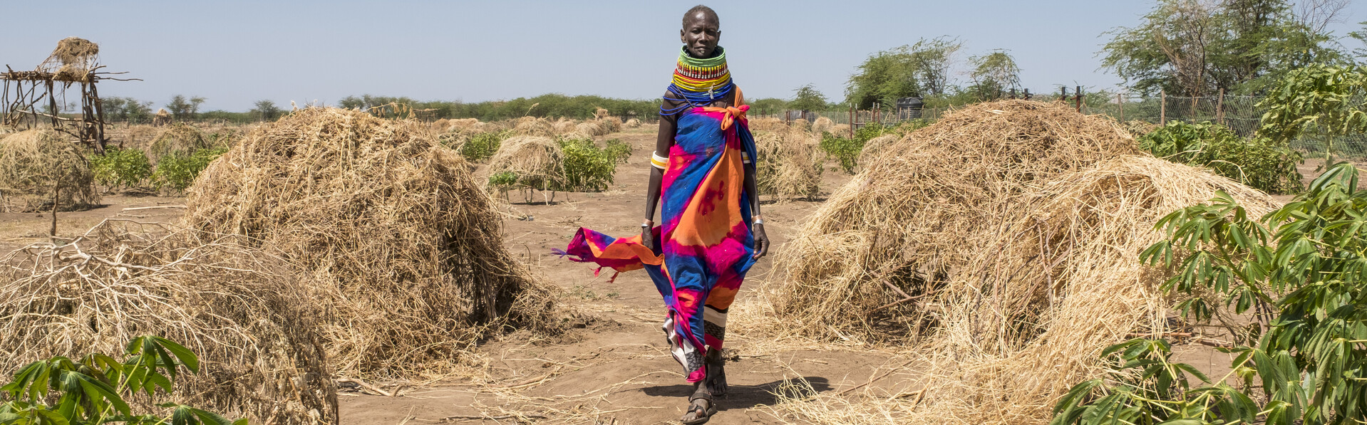 Ein Feld in Kenia - dort und in anderen Ländern vernichten Heuschrecken die ohnehin knappen Ernten (Archivbild)