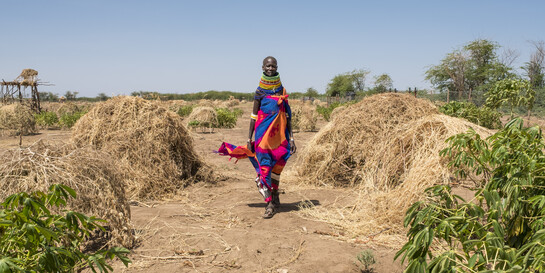 Ein Feld in Kenia - dort und in anderen Ländern vernichten Heuschrecken die ohnehin knappen Ernten (Archivbild)