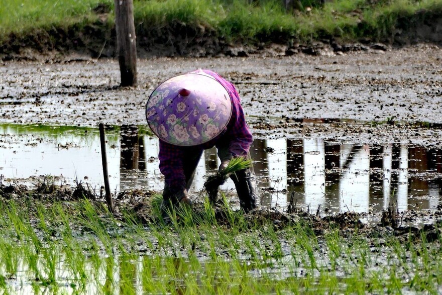 Eine Frau mit großem runden Hut arbeitet gebückt auf einem Feld in Myanmar
