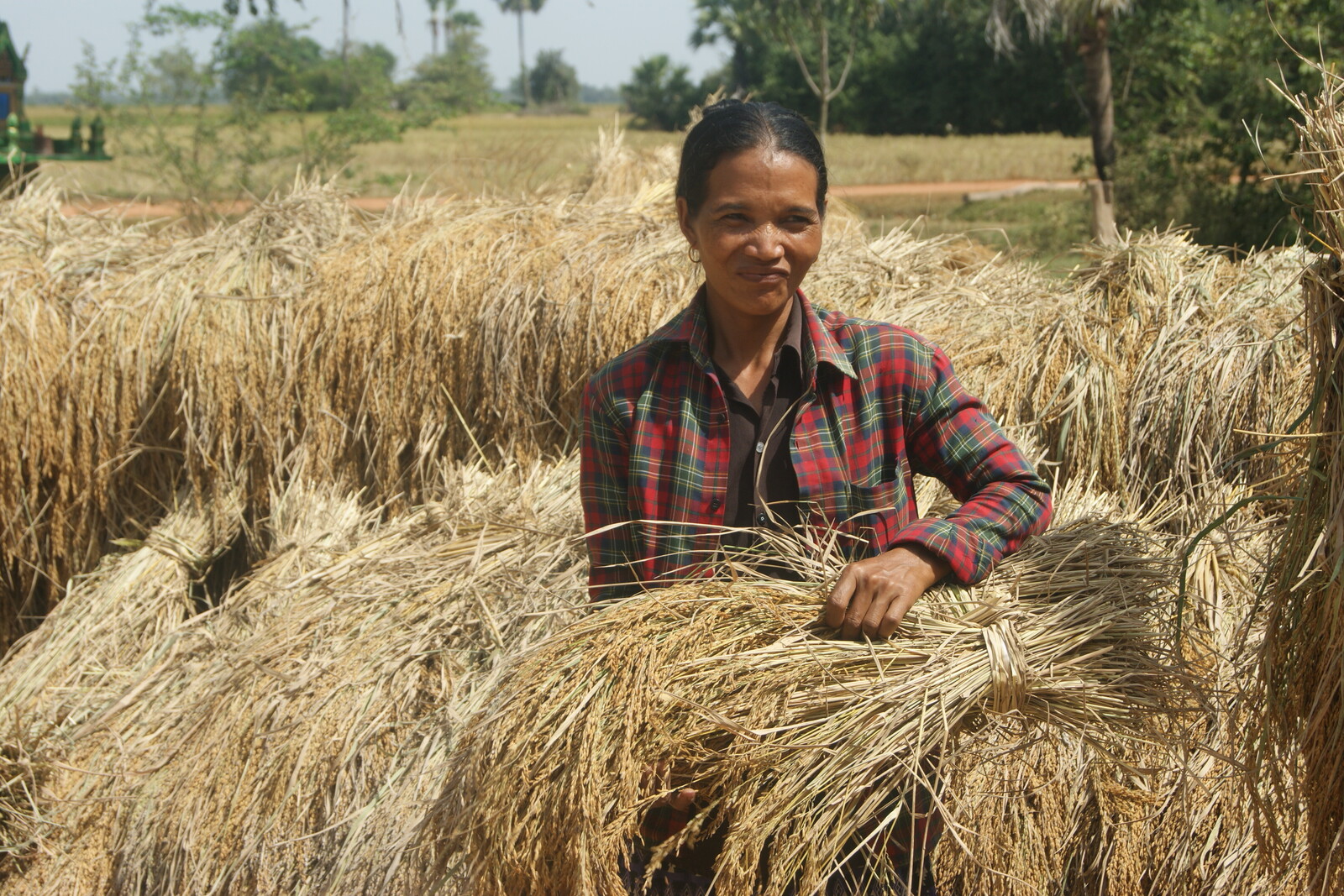 Eine Frau erntet Getreide in Kambodscha. Nach Überschwemmungen im Delta konnte den Menschen schnell geholfen werden und so eine Hungersnot verhindert werden.