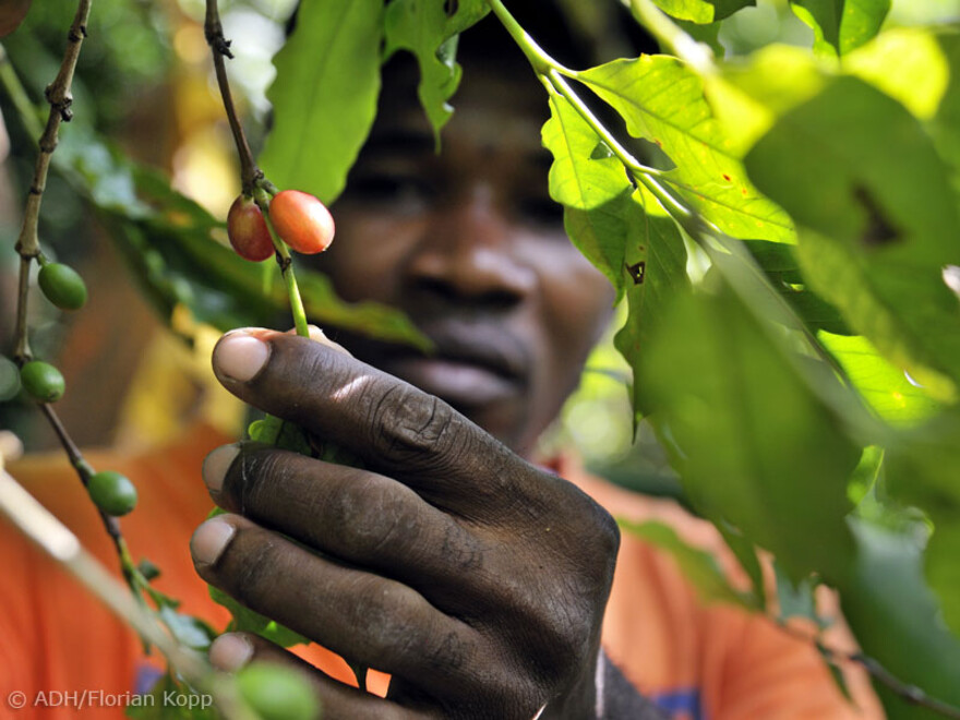 In einem Landwirtschaftsprojekt in Haiti