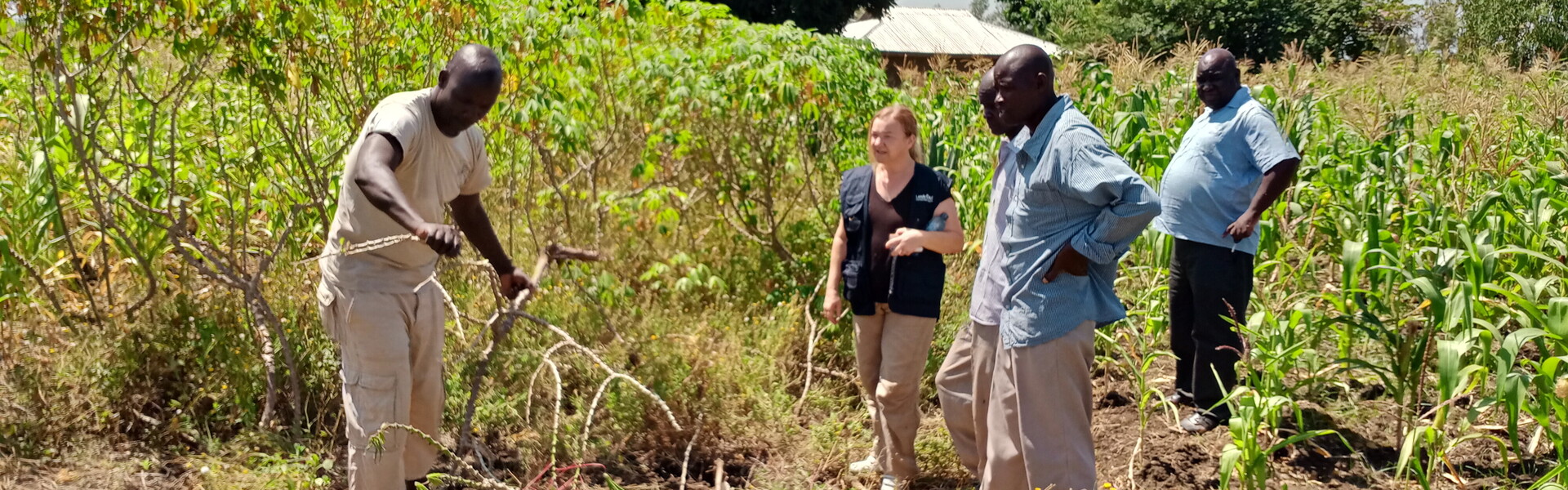 Menschen stehen auf einer Maniok-Modellfarm in Kenia