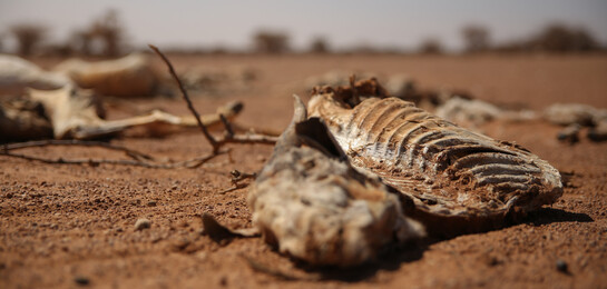Verendetes Nutzvieh in Somalia.