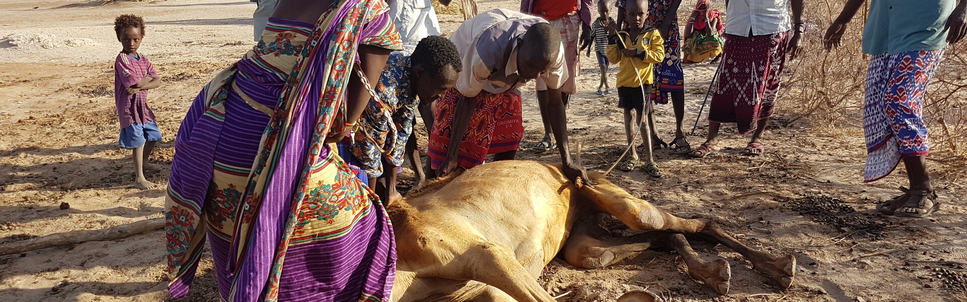 Menschen stehen in Afrika um ein totes Kamel