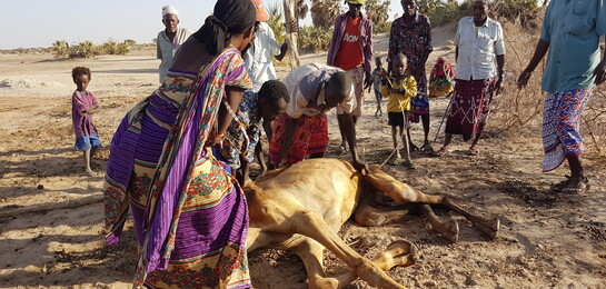 Menschen stehen in Afrika um ein totes Kamel
