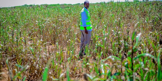 Ein Mann steht in einem Feld in Somalia