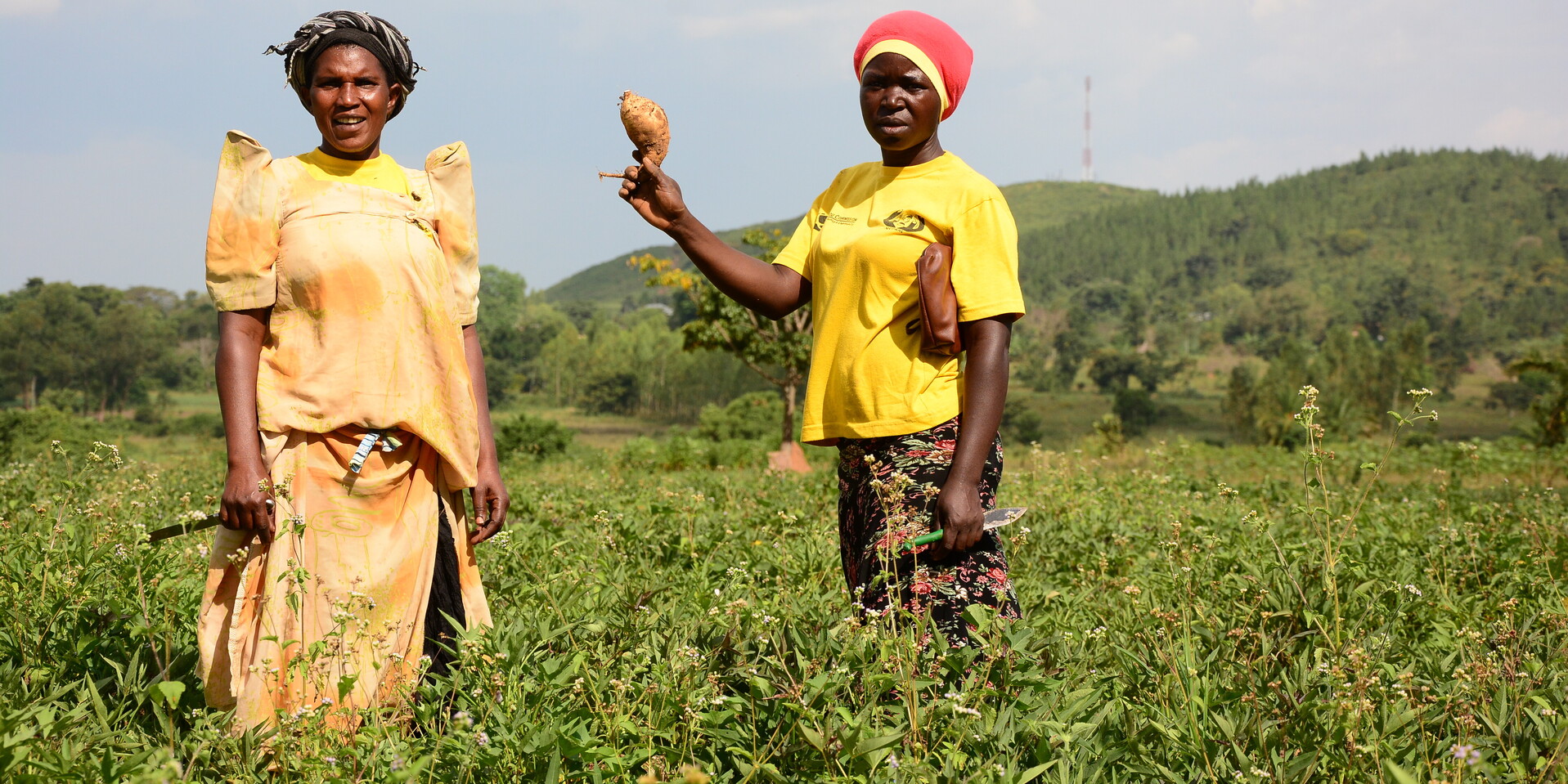 Frauen bei der Ernte in Uganda Frauen bei der Ernte in Uganda