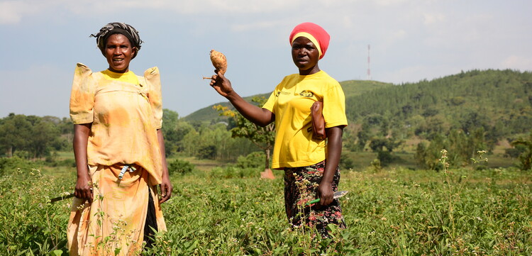 Frauen bei der Ernte in Uganda Frauen bei der Ernte in Uganda