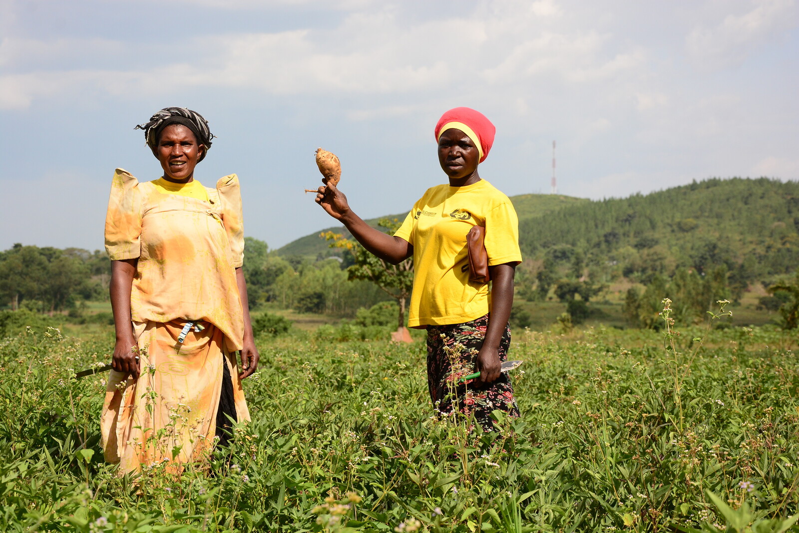 Frauen bei der Ernte in Uganda 