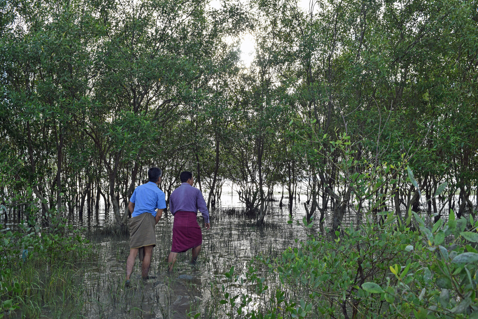Ausgewachsene Mangroven in Myanmar