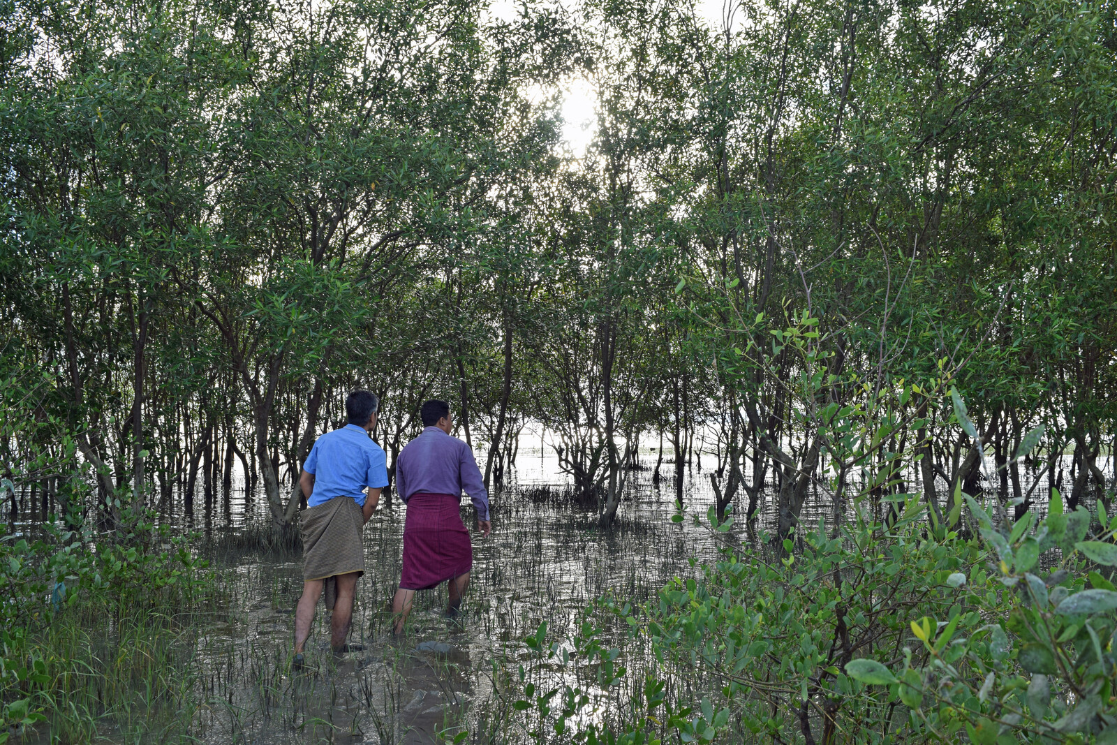 Ausgewachsene Mangroven in Myanmar Ausgewachsene Mangroven in Myanmar