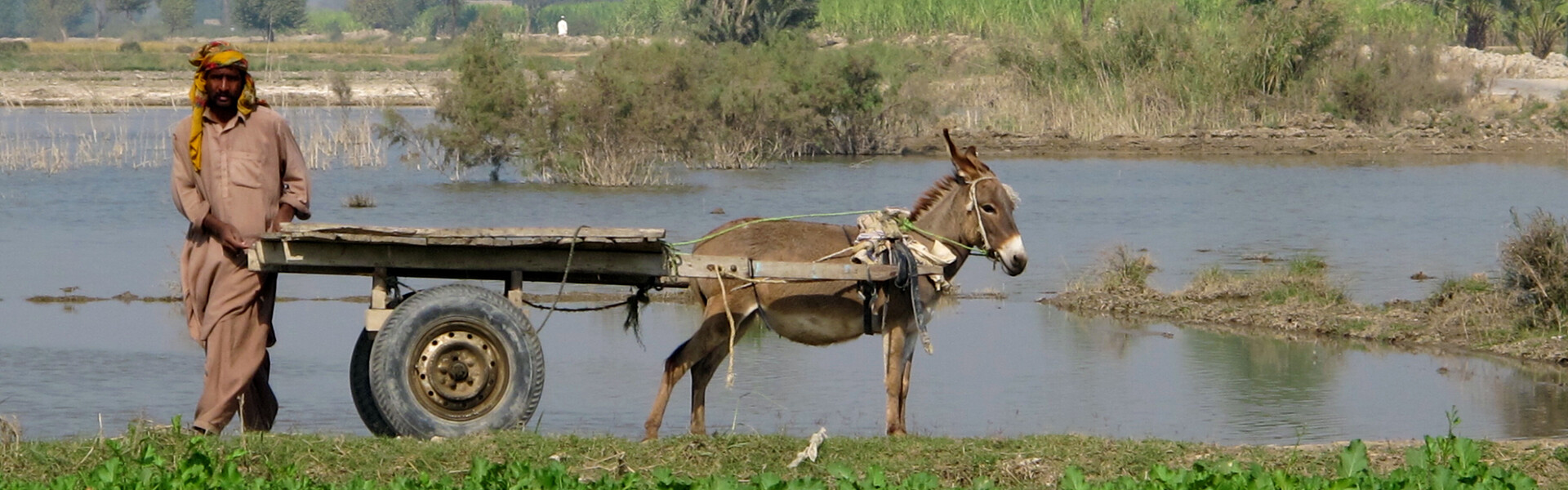 Nach der Flut in Pakistan bringt ein Mann seine Feldfrüchte ein, die von der Überschwemmung verschont wurden.