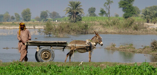 Nach der Flut in Pakistan bringt ein Mann seine Feldfrüchte ein, die von der Überschwemmung verschont wurden.