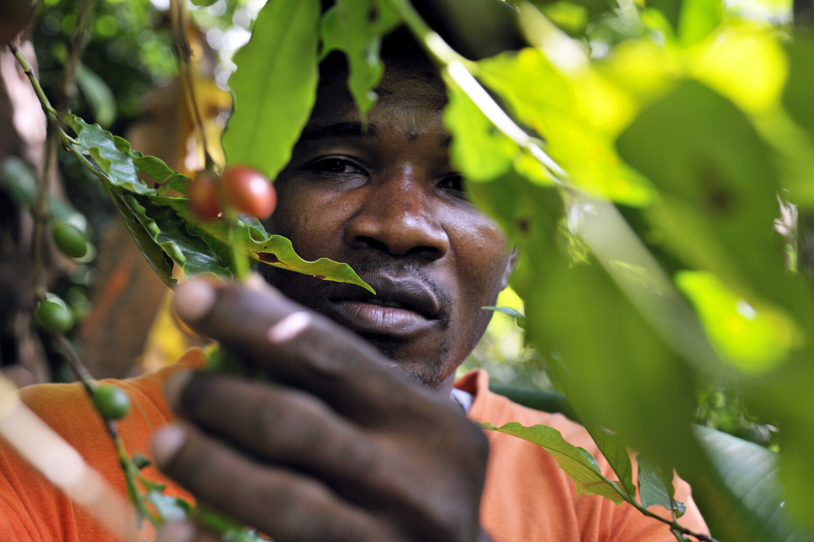 In Haiti halfen Kooperationen dabei, neue Gärten anzulegen. Ein Mann zeigt die Früchte seines Baumes.