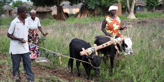 Drei Menschen in Uganda arbeiten mit zwei Ochsen auf dem Feld