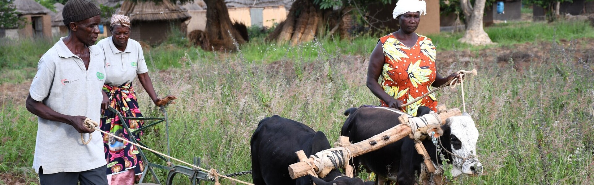 Drei Menschen in Uganda arbeiten mit zwei Ochsen auf dem Feld
