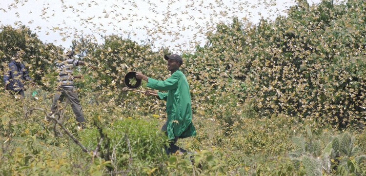 Ein Mann in Kenia inmitten eines riesigen Heuschreckenschwarms Ein Mann in Kenia inmitten eines riesigen Heuschreckenschwarms