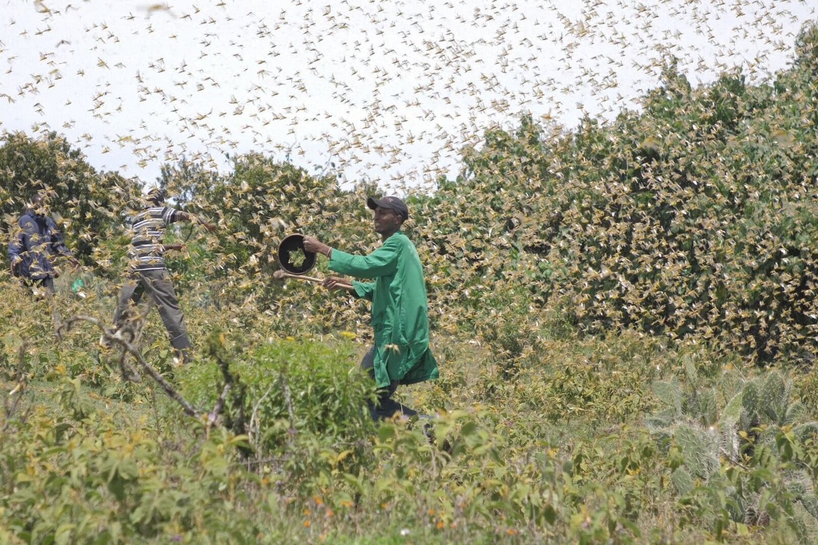 Ein Mann in Kenia inmitten eines riesigen Heuschreckenschwarms