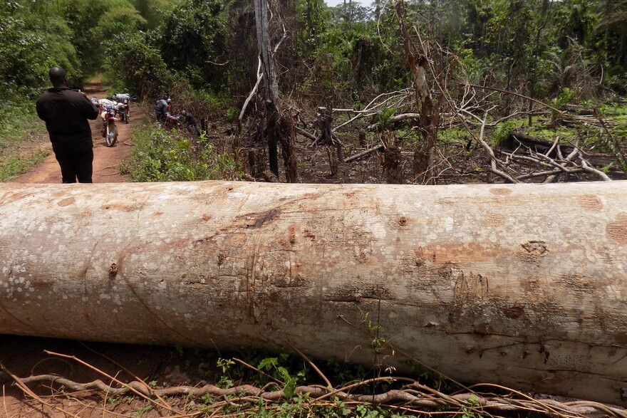 Ein Baum versperrt einem Mofa-Fahrer in der DR Kongo den Weg Ein Baum versperrt einem Mofa-Fahrer in der DR Kongo den Weg