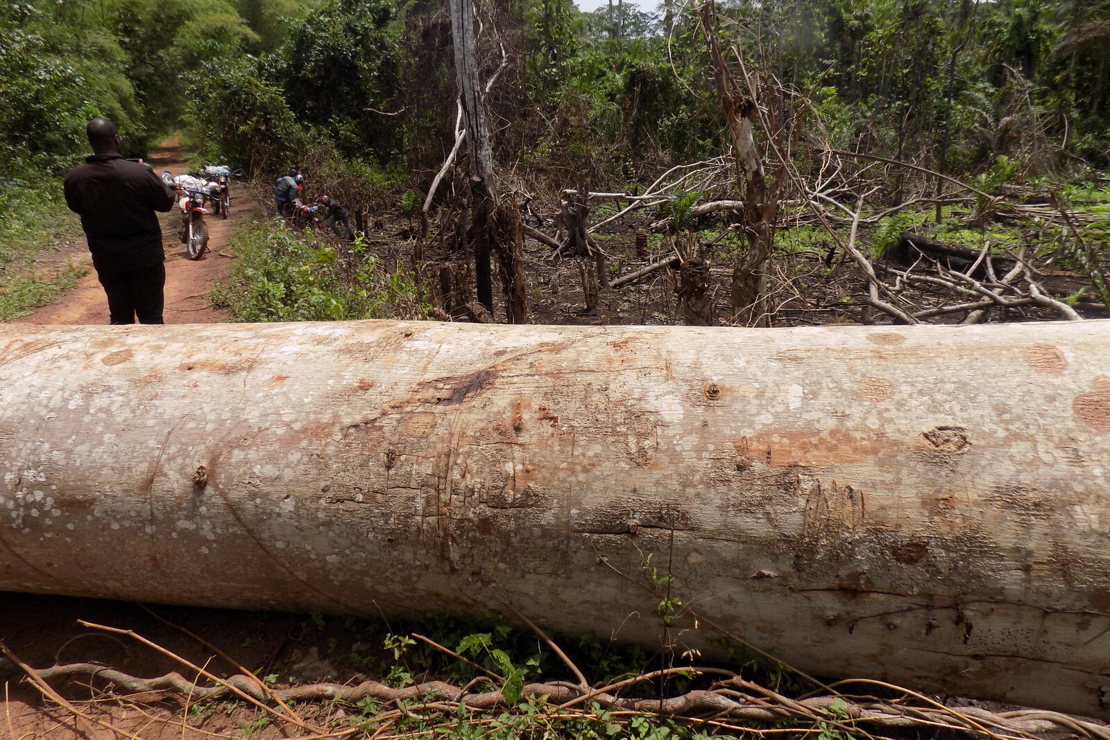 Ein Baum versperrt einem Mofa-Fahrer in der DR Kongo den Weg