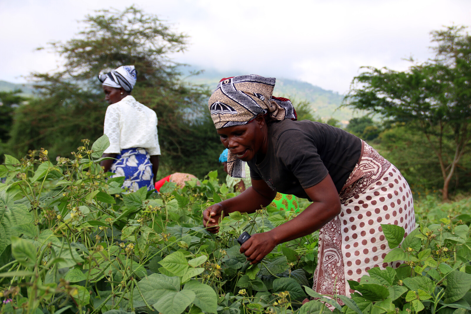 Kenia Somalia Frauen Feld Pflanzen