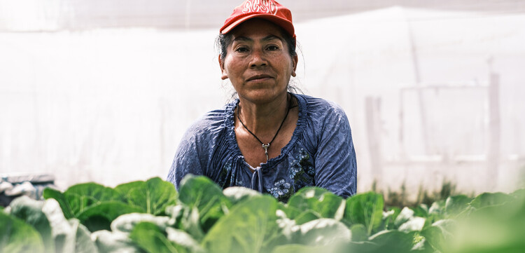 Eine Frau in einem Salat-Feld in Bolivien 