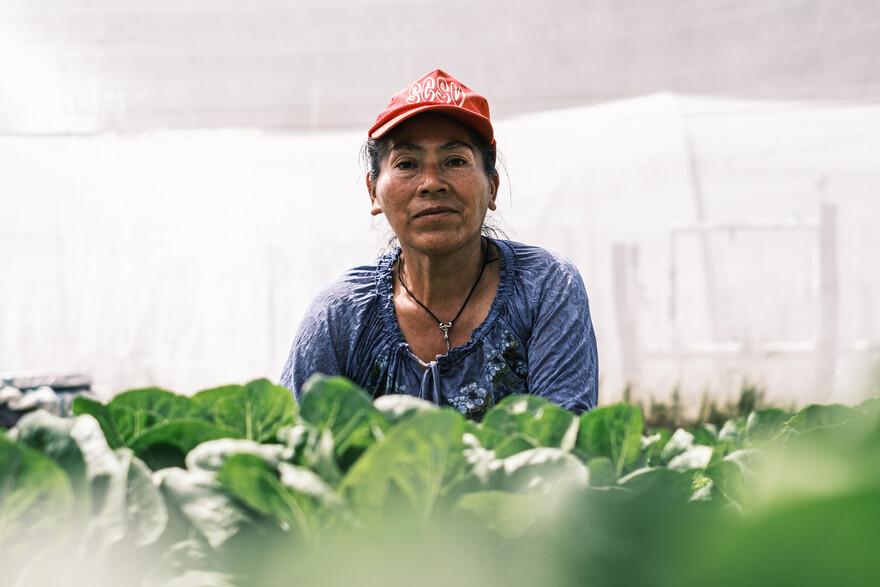 Eine Frau in einem Salat-Feld in Bolivien 