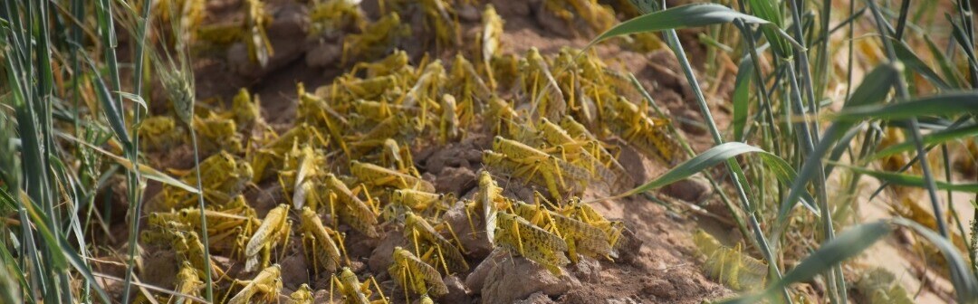 Ein Heuschreckenschwarm in einem Feld, Help – Hilfe zur Selbsthilfe