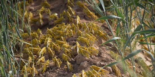 Ein Heuschreckenschwarm in einem Feld, Help – Hilfe zur Selbsthilfe
