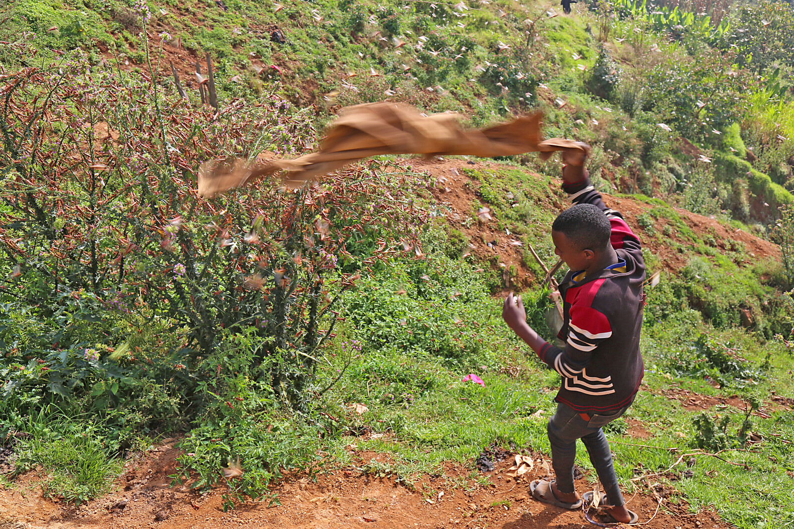 Ein Bauer in Äthiopien schlägt mit einem Tuch auf einen Heuschreckenschwarm ein
