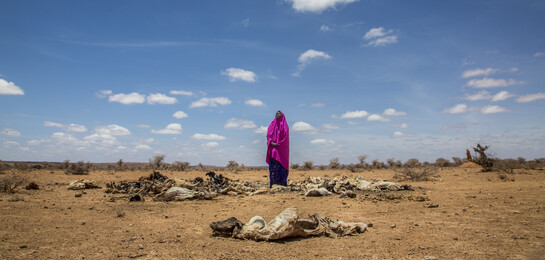 Eine Frau steht in Somalia inmitten der Trockenheit und den sterblichen Überresten verelendeter Nutztiere.