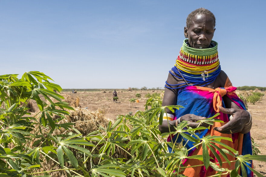 Landwirt in Kenia, Ostafrika, wo eine Heuschreckenplage die Ernährungssicherheit der Menschen bedroht Landwirt in Kenia, Ostafrika, wo eine Heuschreckenplage die Ernährungssicherheit der Menschen bedroht